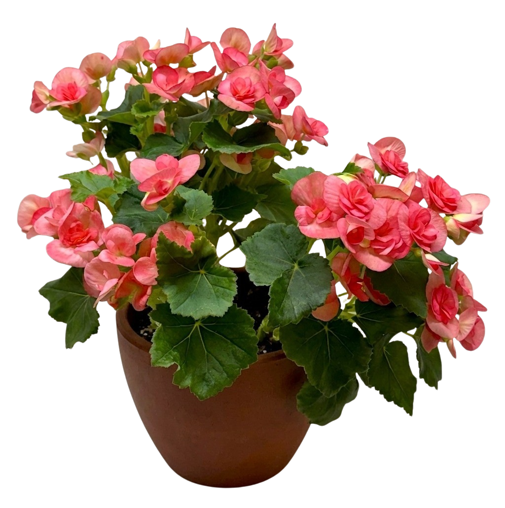 Begonia 'Reiger'