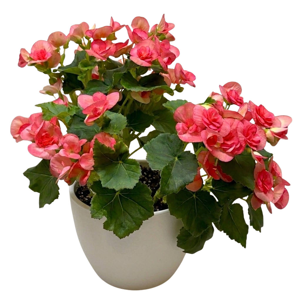 Begonia 'Reiger'