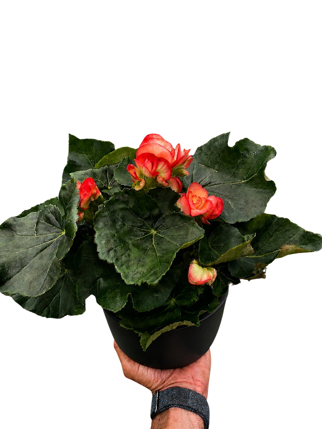 Begonia 'Reiger'
