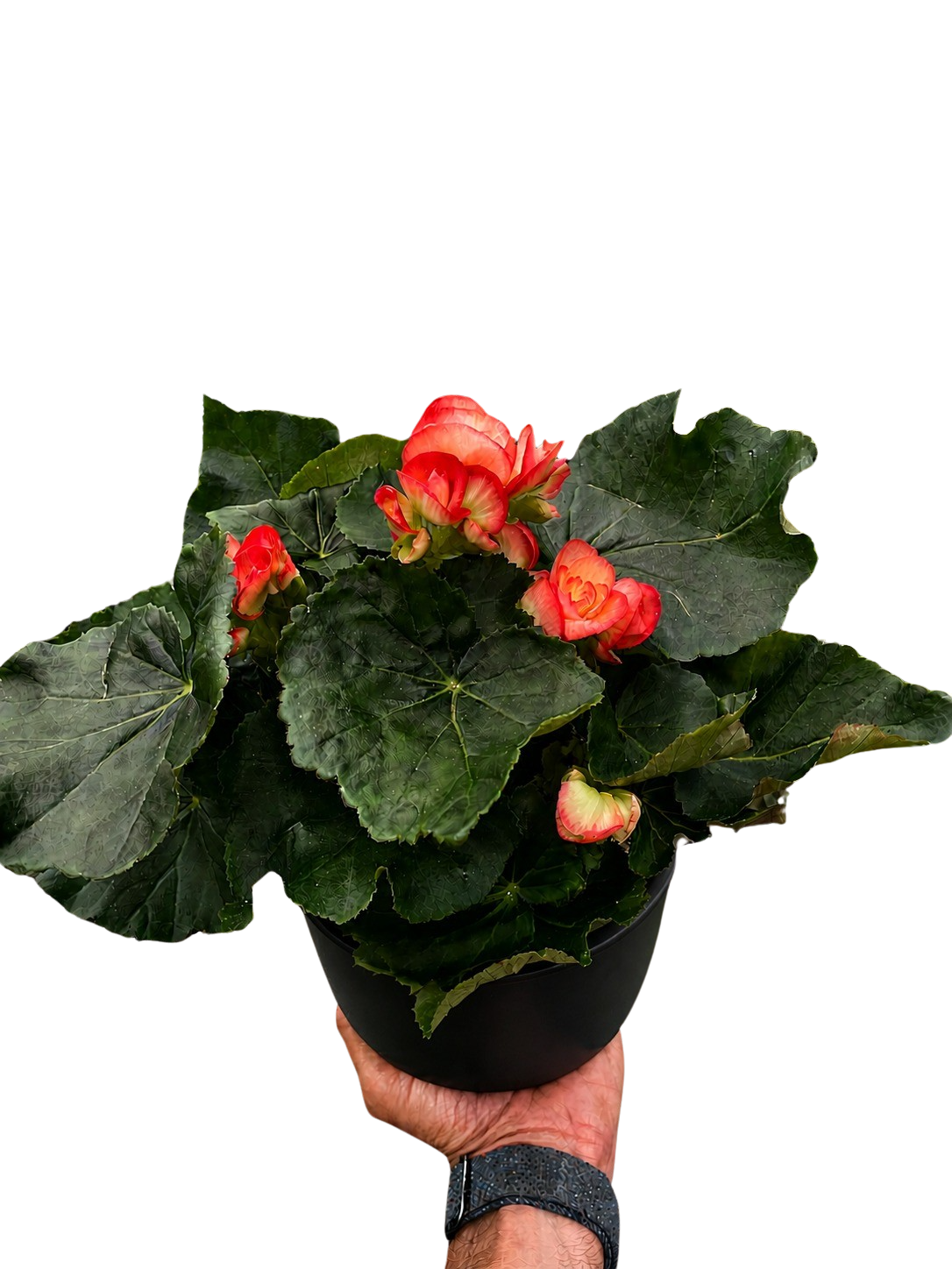 Begonia 'Reiger'