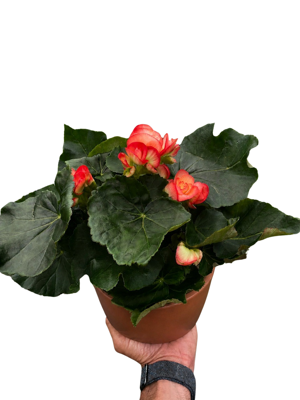 Begonia 'Reiger'