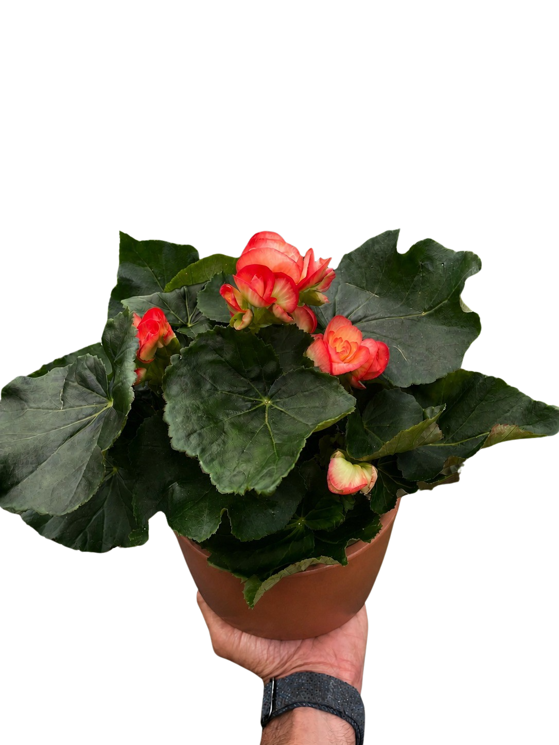 Begonia 'Reiger'