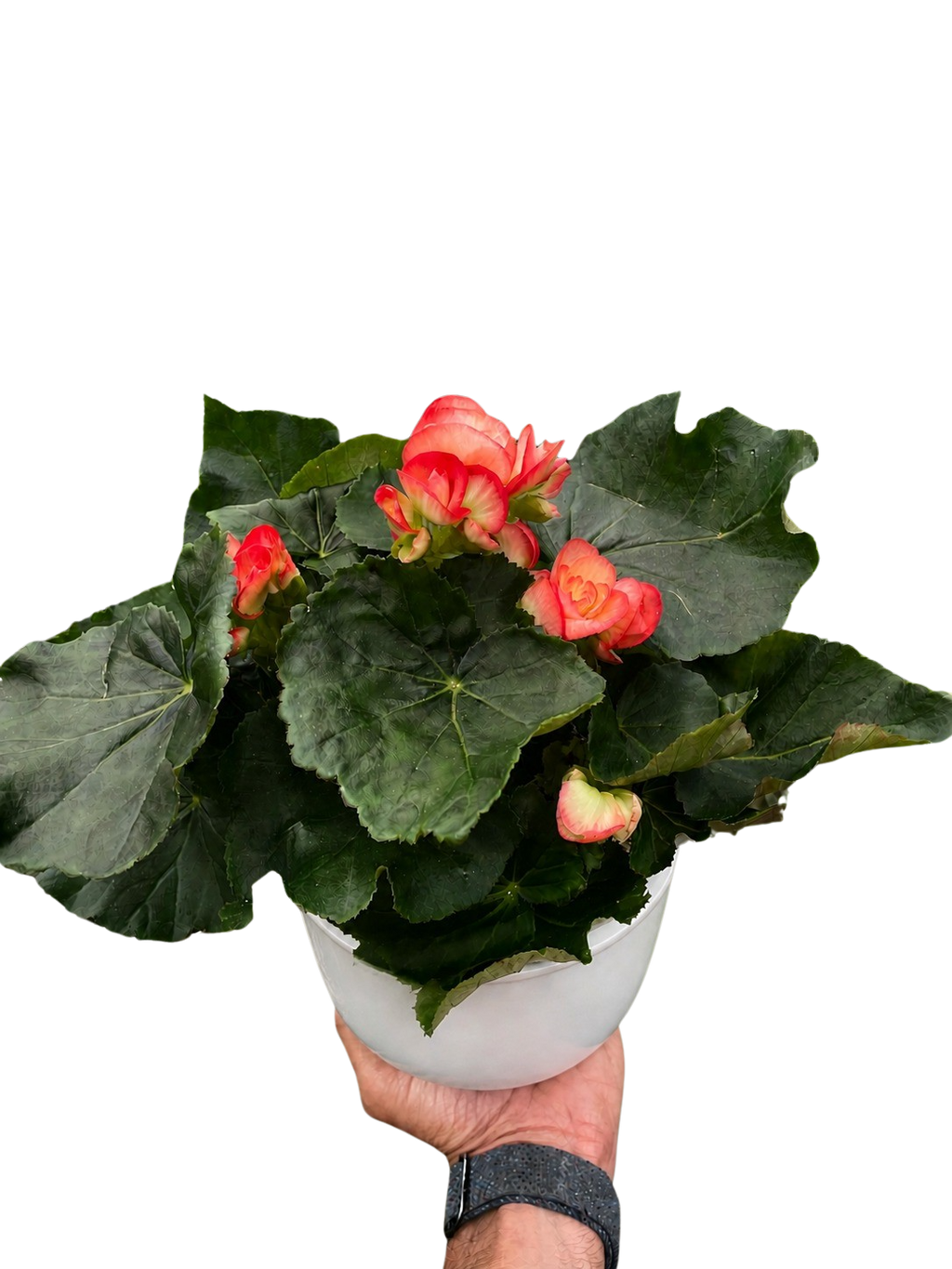 Begonia 'Reiger'