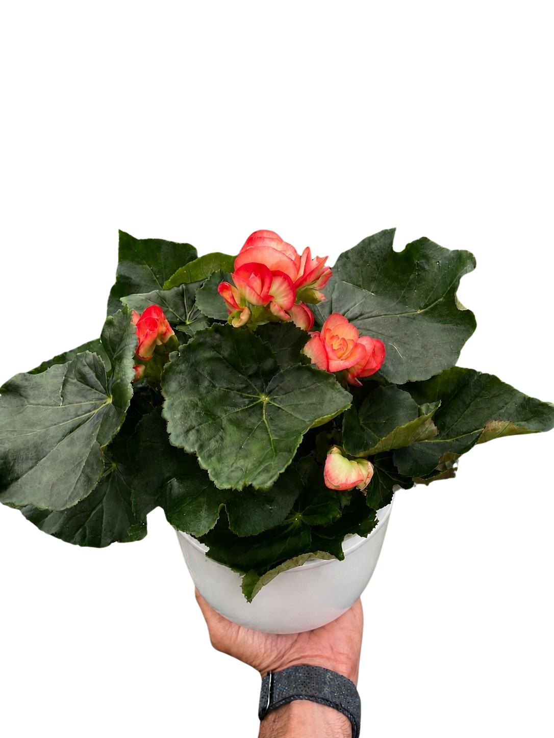 Begonia 'Reiger'