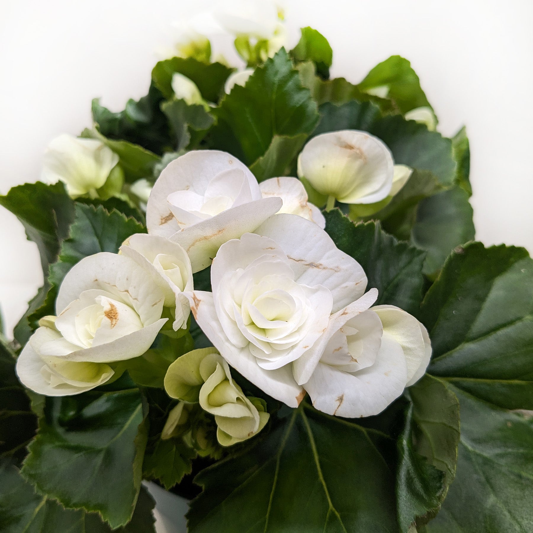 Begonia 'Reiger'