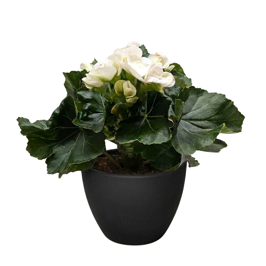 Begonia 'Reiger'