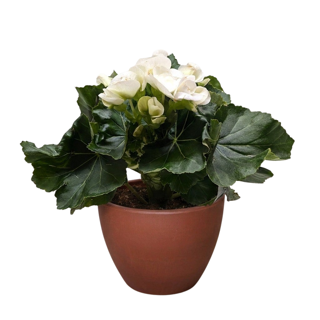 Begonia 'Reiger'