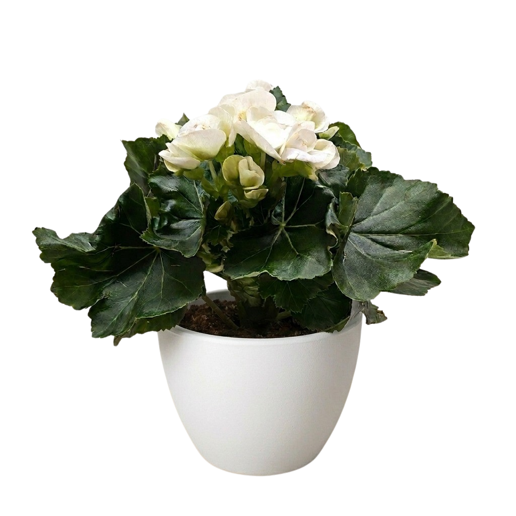 Begonia 'Reiger'
