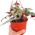 Begonia Rex Vine - 6" Pot