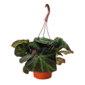 Begonia 'Soli Mutata'