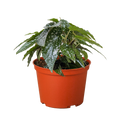 Begonia 'White Ice'