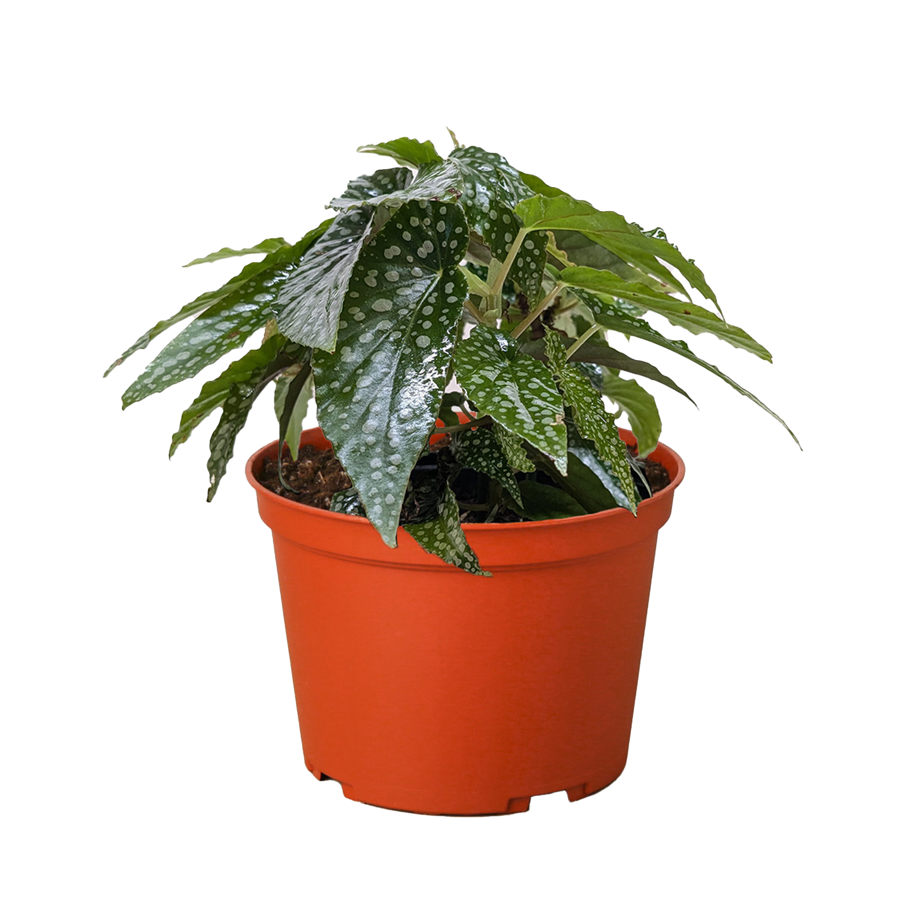 Begonia 'White Ice'