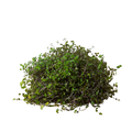 Calasia Repens