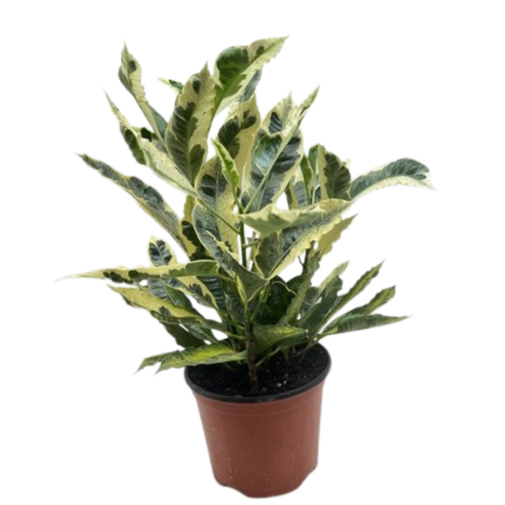 Croton 'Tamara'