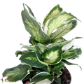 Dieffenbachia 'Cool Beauty'