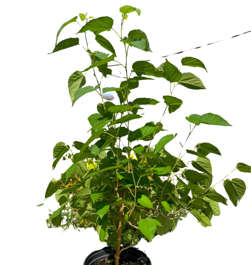 ED Mulberry