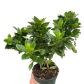 Gardenia 'Bush'