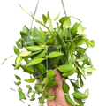 Hoya 'Burtoniae'