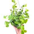 Hoya Cumingiana