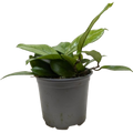 Hoya Fungii