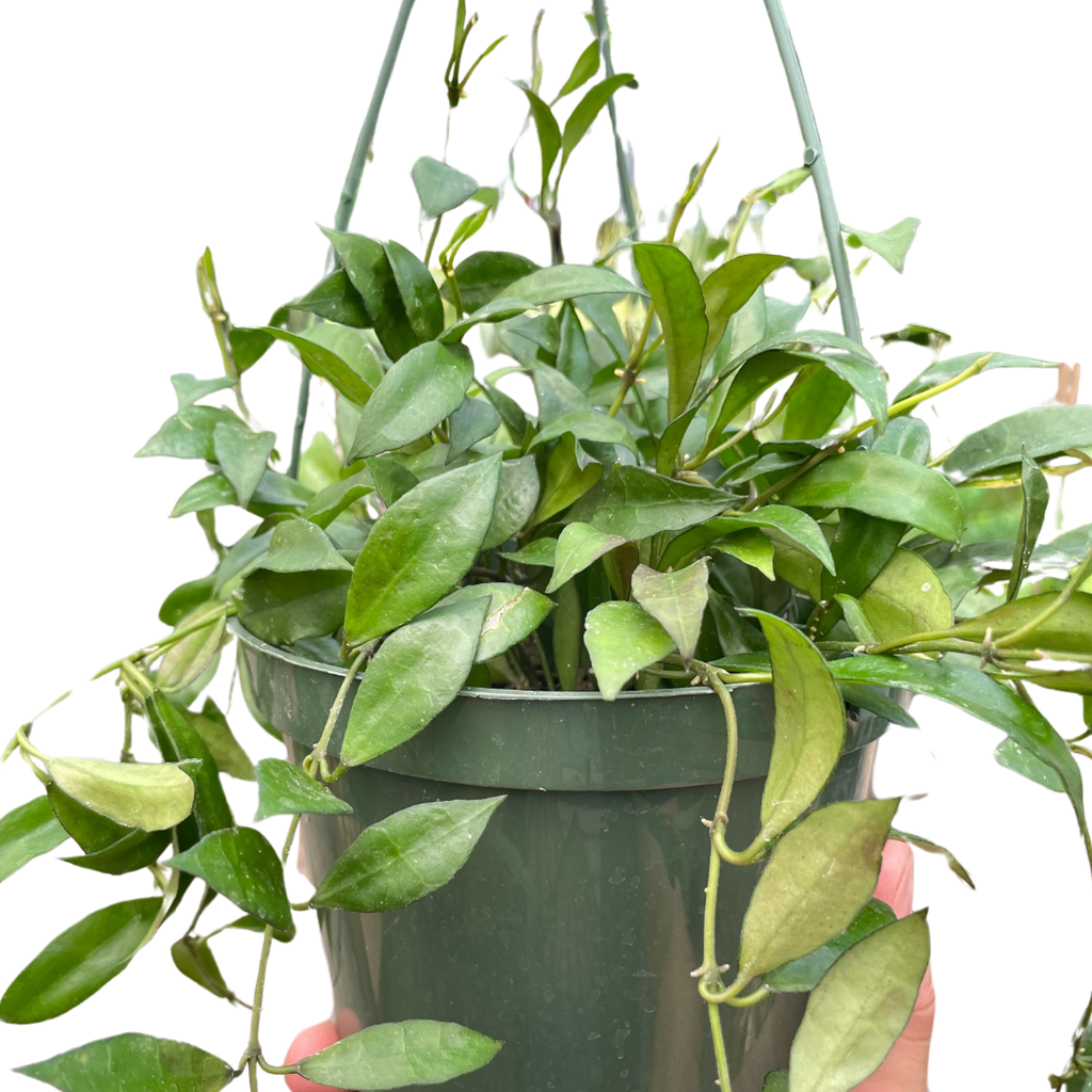 Hoya 'Lacunosa'