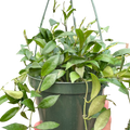 Hoya 'Lacunosa'