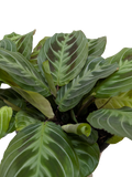 Maranta Black