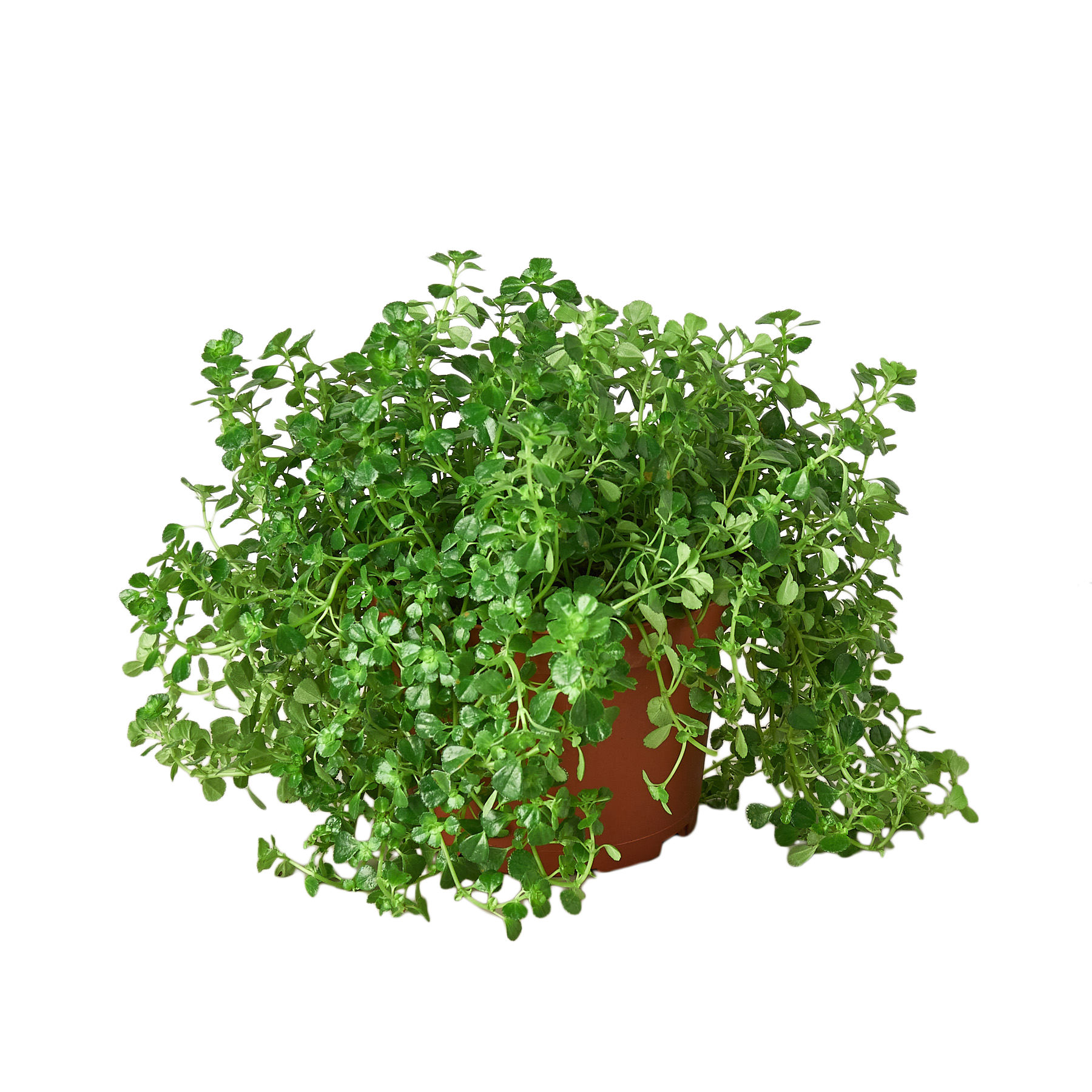 Nettle 'Baby's Tear' - 6" Pot - NURSERY POT ONLY