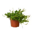 Peperomia 'Axillaris'