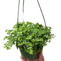 Peperomia Deppeana