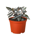 Peperomia 'Metallica'