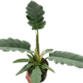 Philodendron 'Jungle Boogie'
