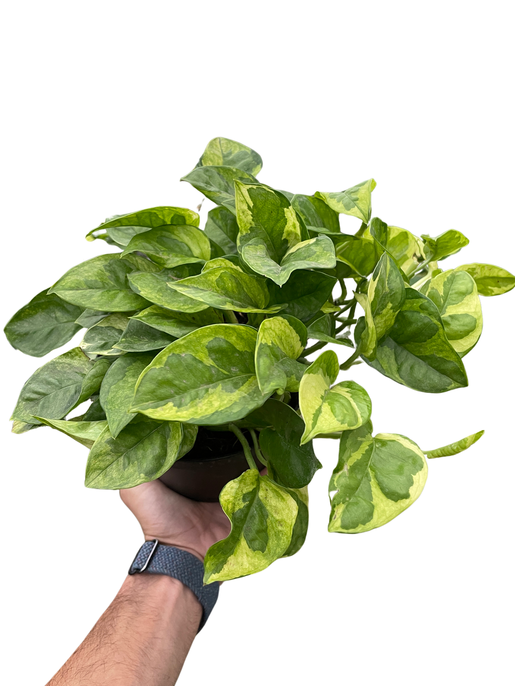 Pothos 'Lemon Meringue'