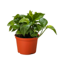 Pothos 'Lemon Top'