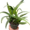 Pothos 'Silver Streak'