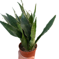 Snake Plant 'Jaboa'