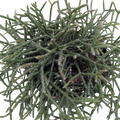 Succulent Cactus 'Mistletoe'
