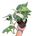Syngonium 'Albo'