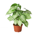 Syngonium White Butterfly - 6" Pot - NURSERY POT ONLY