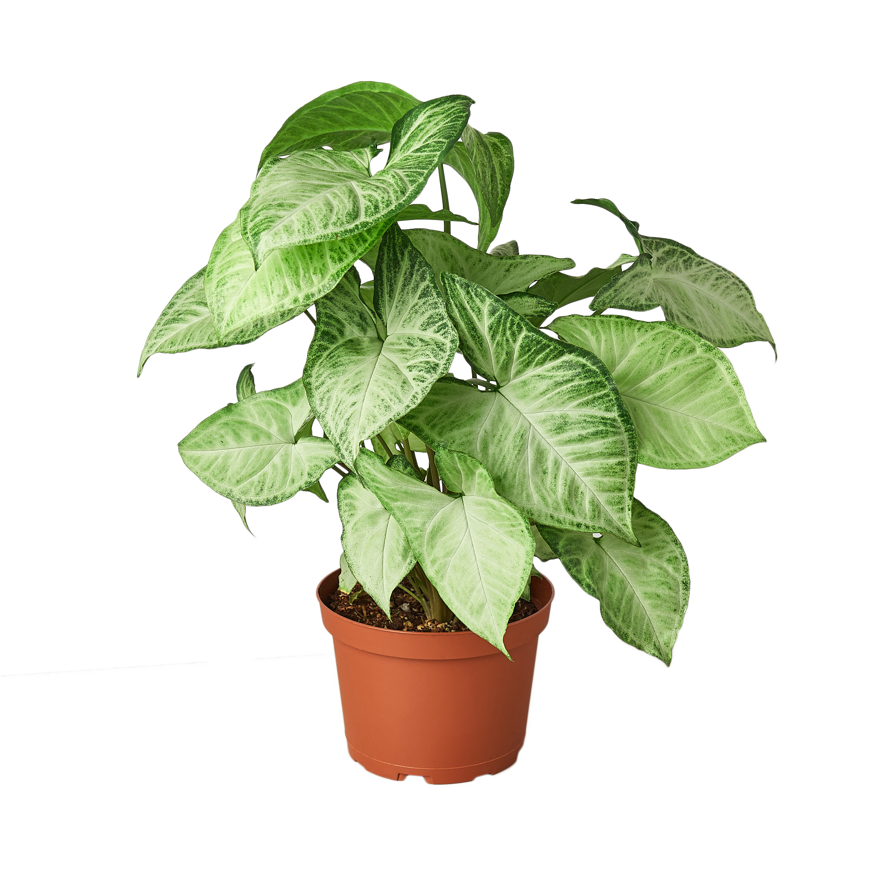 Syngonium White Butterfly - 6" Pot - NURSERY POT ONLY