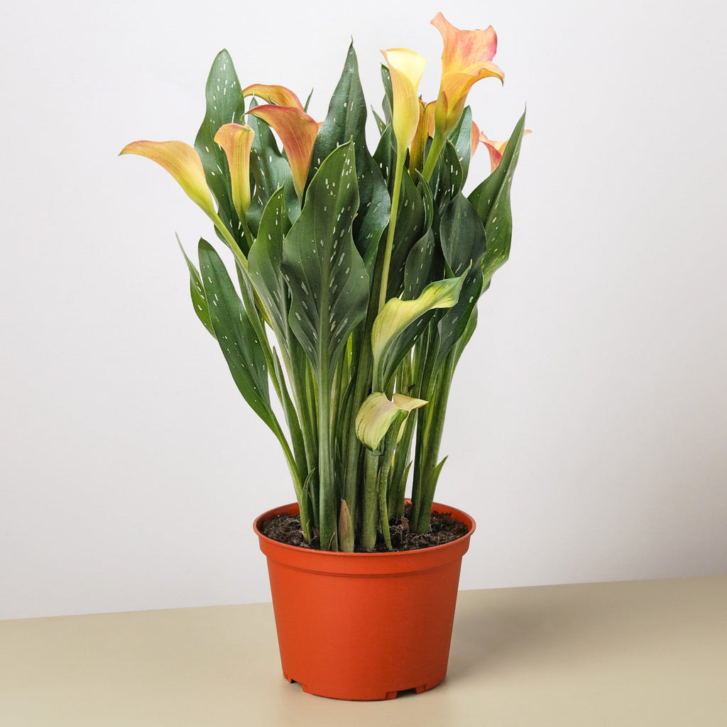 Calla Lily