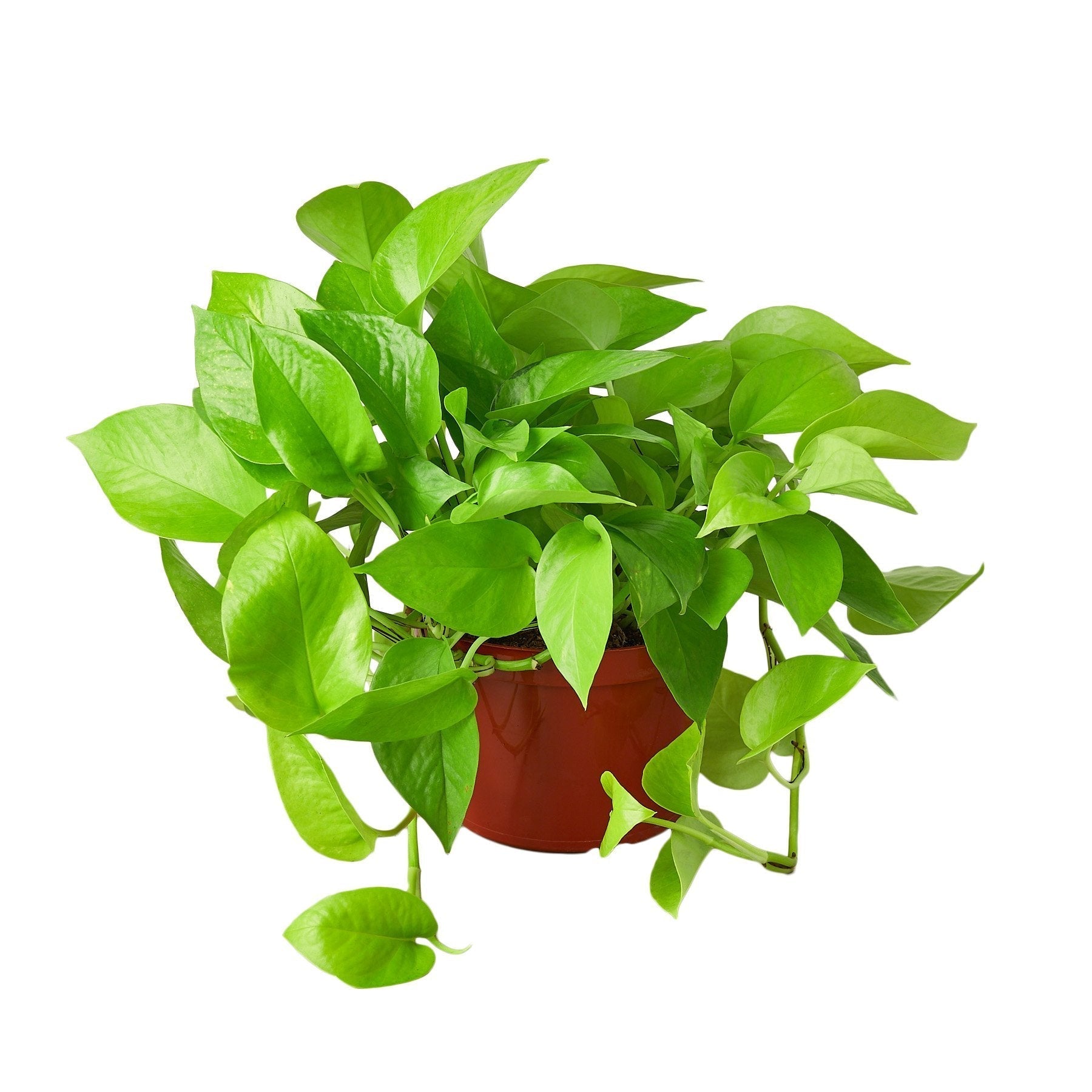 Pothos 'Neon' - 6" Pot - NURSERY POT ONLY