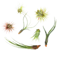 7 Air Plant Variety Pack - Tillandsias
