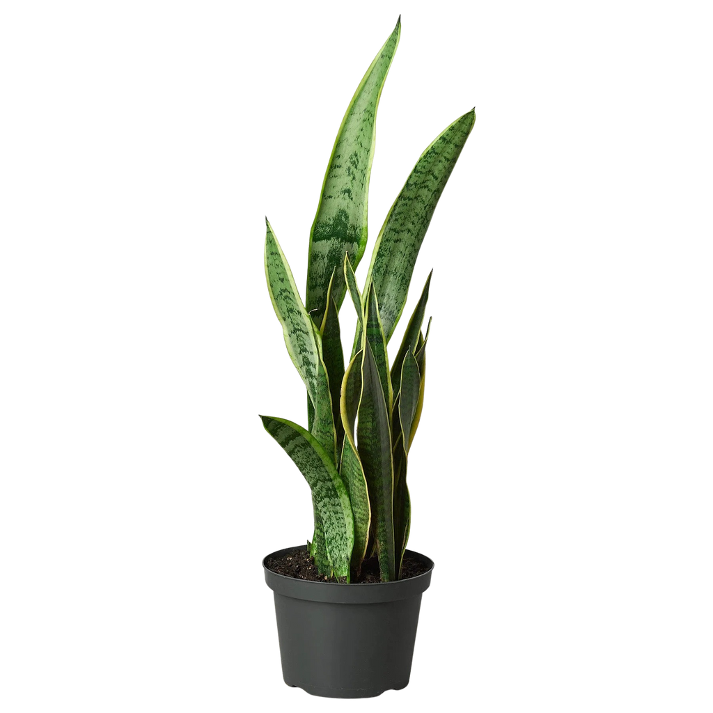 Snake Plant Laurentii