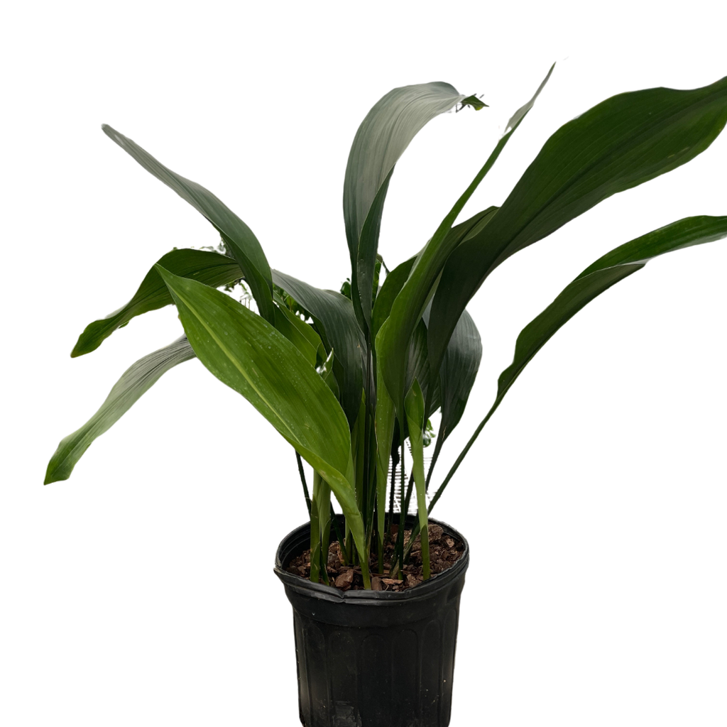 Aspidistra 'Cast Iron'