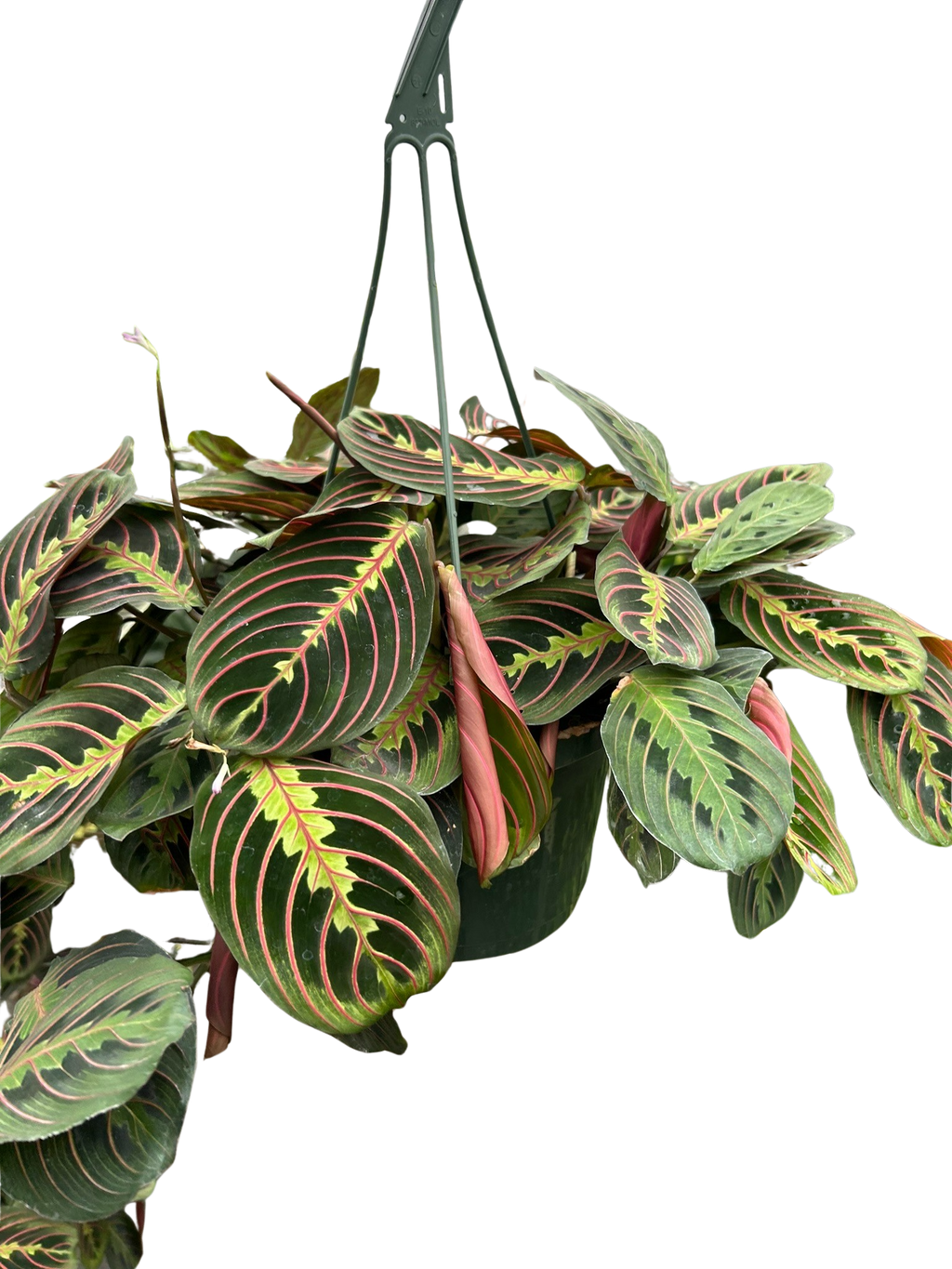 Maranta Red Prayer
