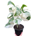 Monstera 'Albo Borsigiana Variegated'