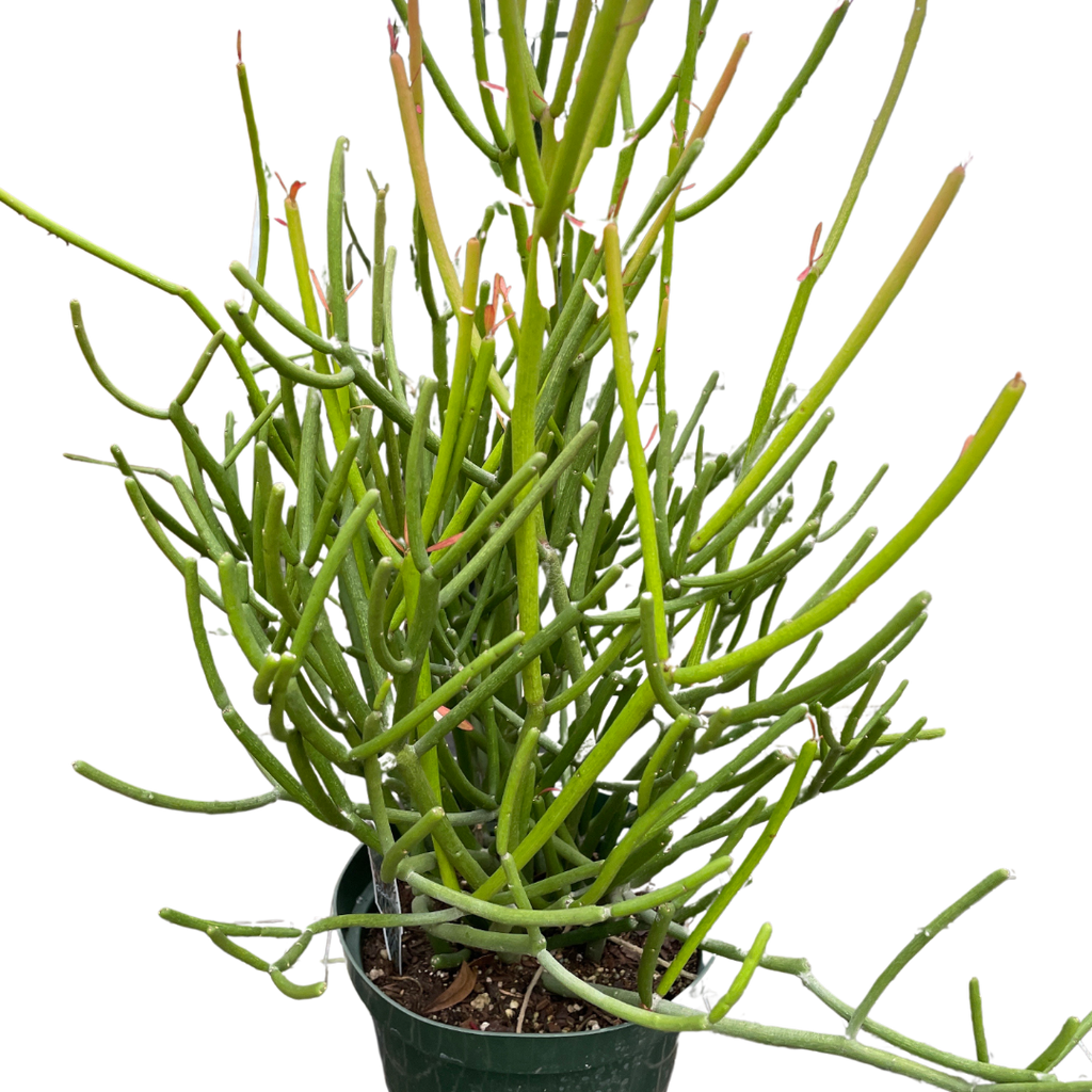 Euphorbia 'Pencil Cactus'