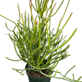 Euphorbia 'Pencil Cactus'