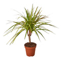 Dracaena Marginata 'Sunshine'